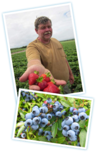 Millen Farms - Family-owned Sustainable Berry Farm - Canada Gap Certified - 