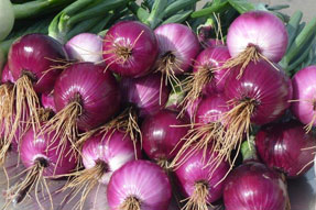 Millen Farms' Red Onions